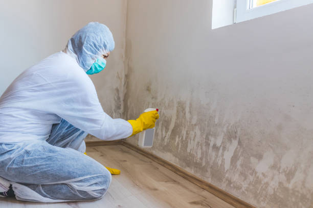 Licensed Mold Testing service in Georgetown, IL - WQB Mold Removal