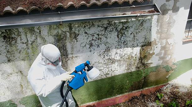 Top rated local Mold Testing specialists in Georgetown, IL